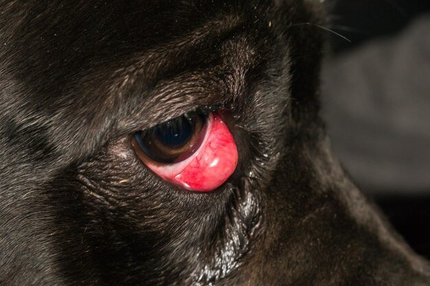 Cherry Eye