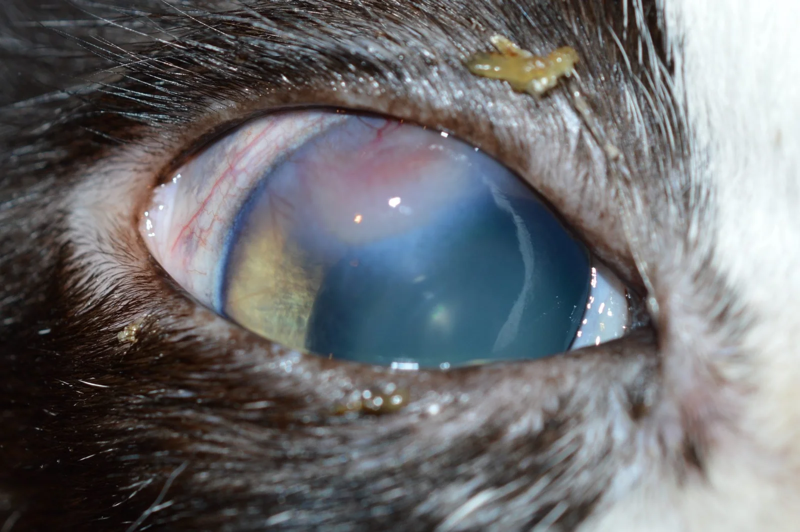 Keratoconjunctivitis